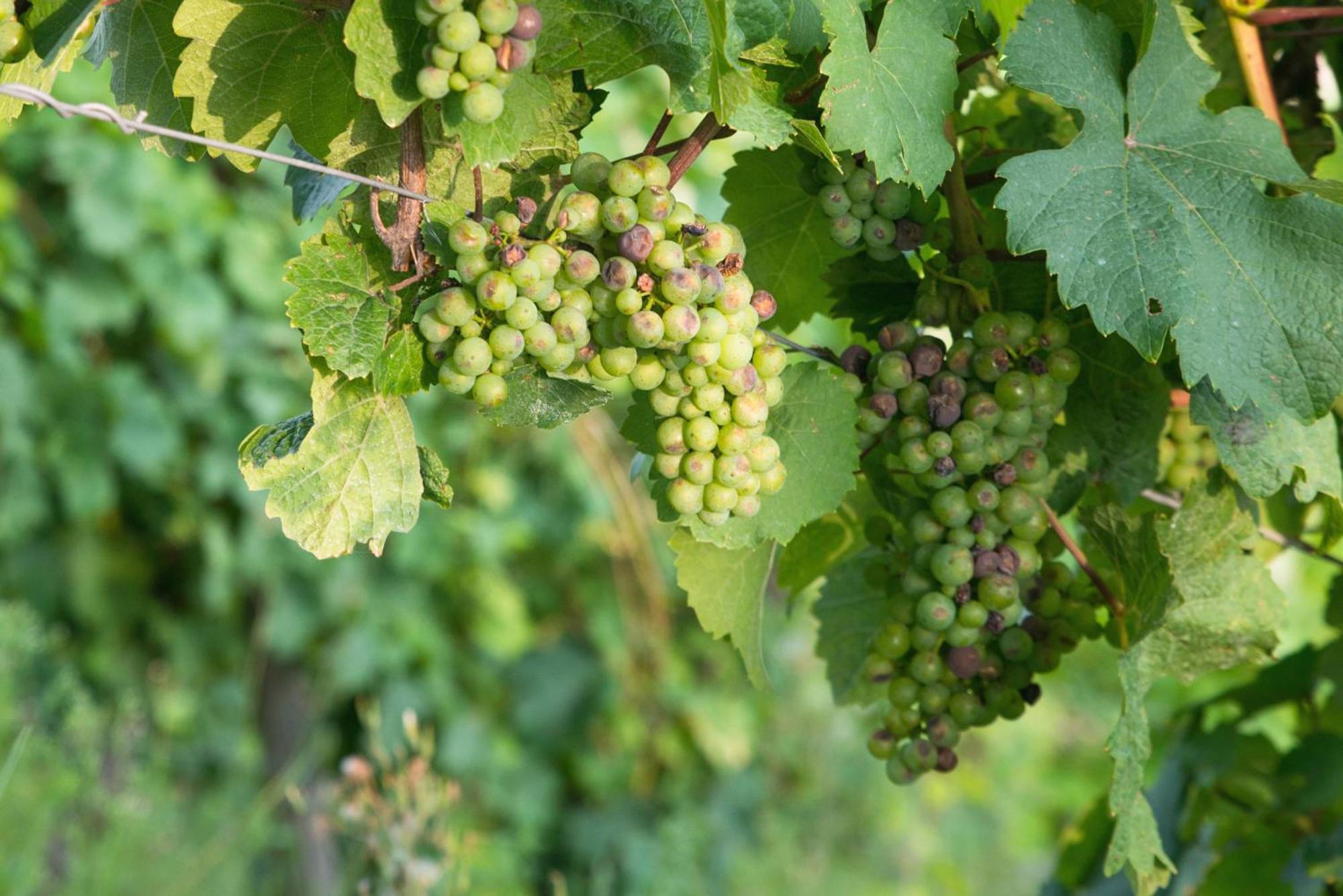 Weingut / Gaestehaus Gerlach Uerzig Luaran gambar